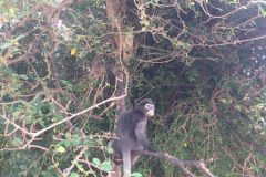 Les Singes à Lunettes