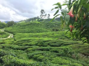 cameron-highland-2