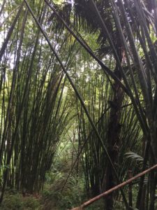 trek-parc-khao sok