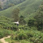 Cameron-Highlands (4)