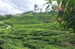 photos-de-cameron-highlands (2)