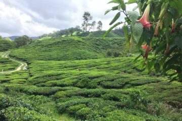 photos-de-cameron-highlands (2)