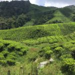 photos-de-cameron-highlands (3)