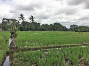 ubud (16)