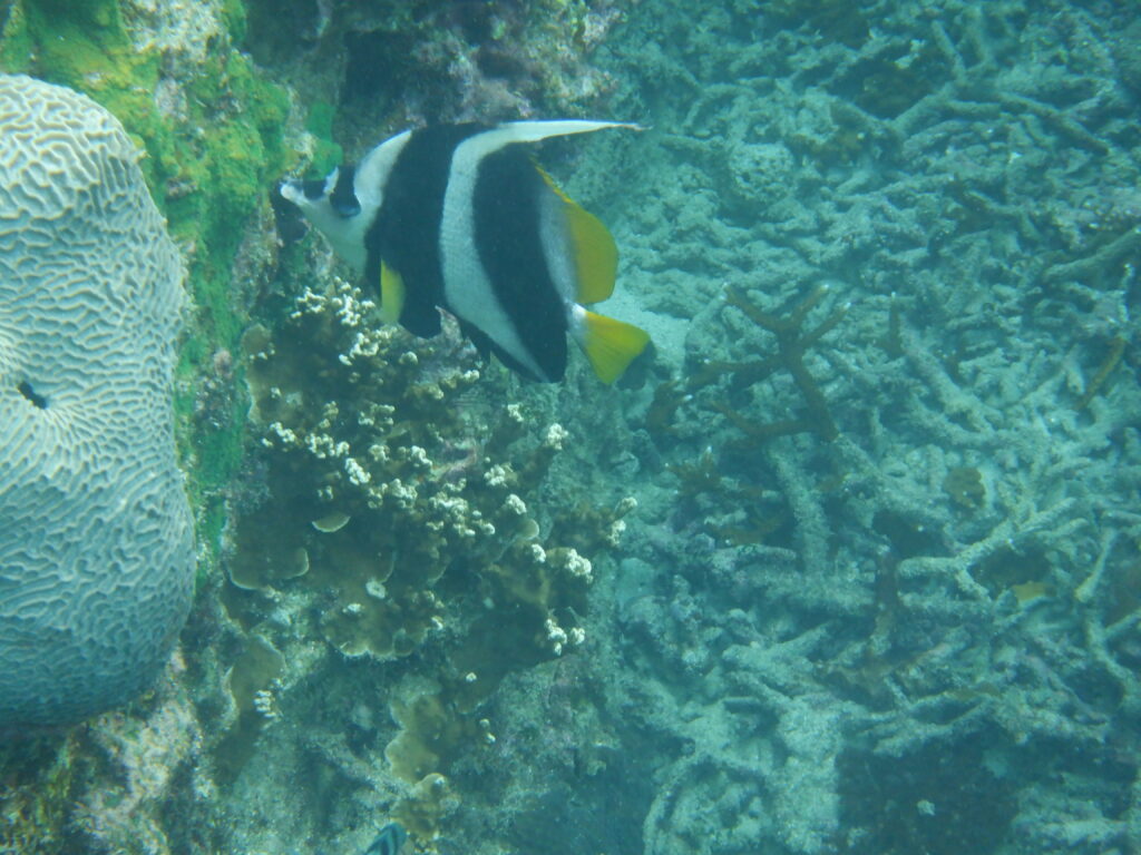 Koh-Tao-fish-1