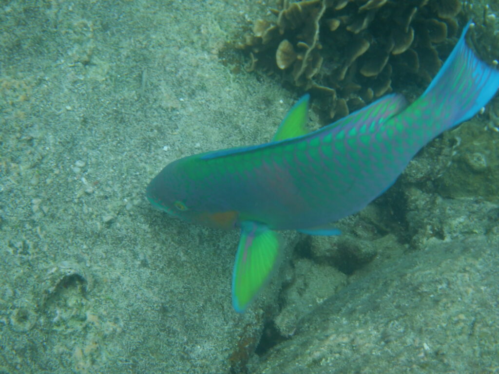 Koh-Tao-fish-2