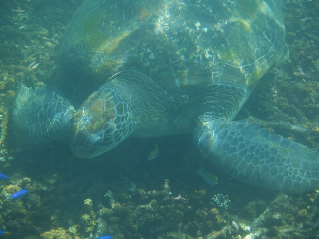 Koh-Tao-fish-4